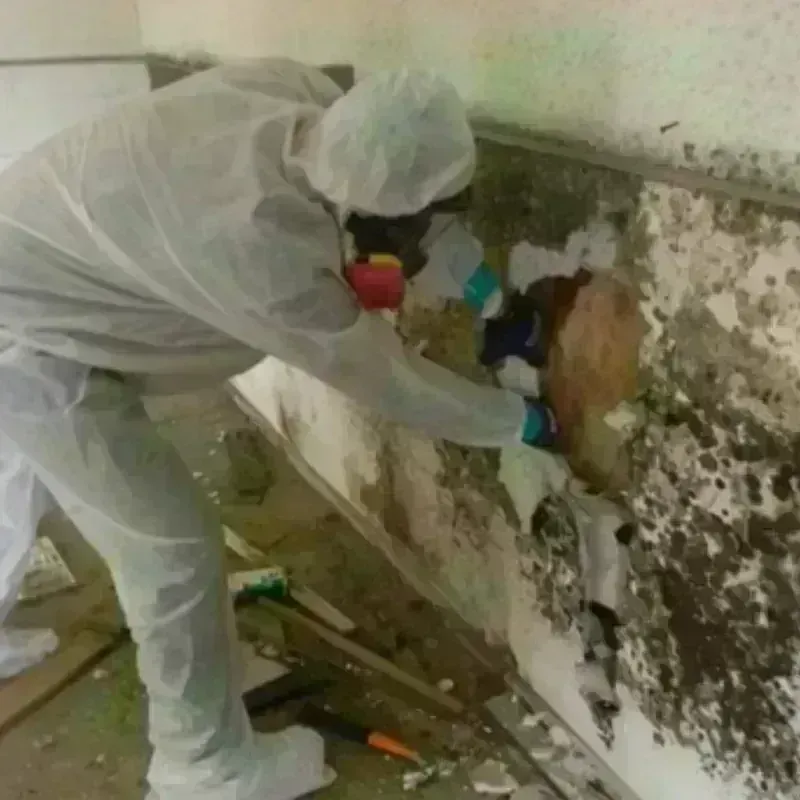 Mold Remediation and Removal in Elbert County, CO